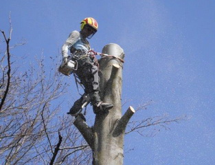 Krohne abnehmen Baumfällung am Hang